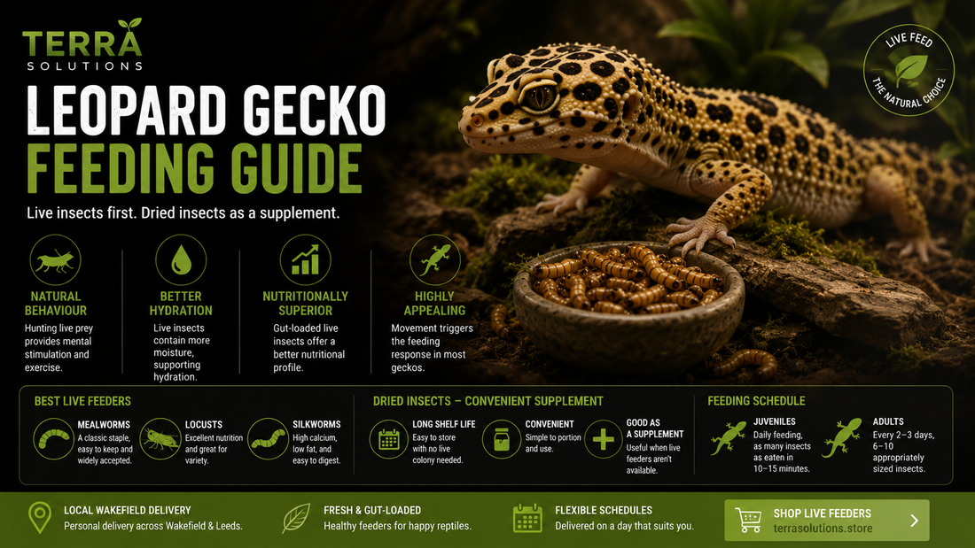 Feeding Leopard Geckos — Live vs Dried Insects