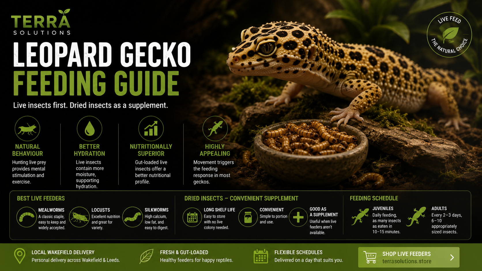 Feeding Leopard Geckos — Live vs Dried Insects