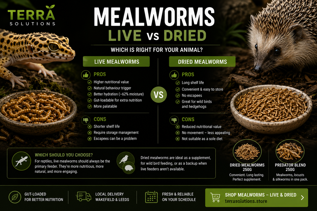 Dried vs Live Mealworms — Pros and Cons