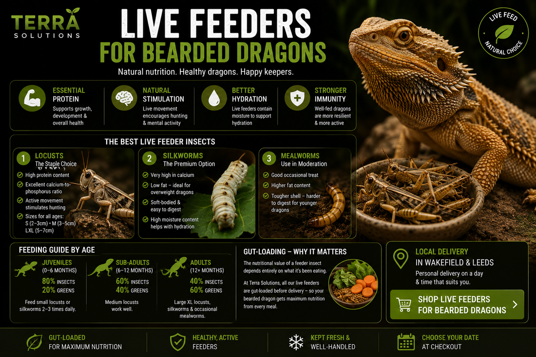 Best Live Feeders for Bearded Dragons