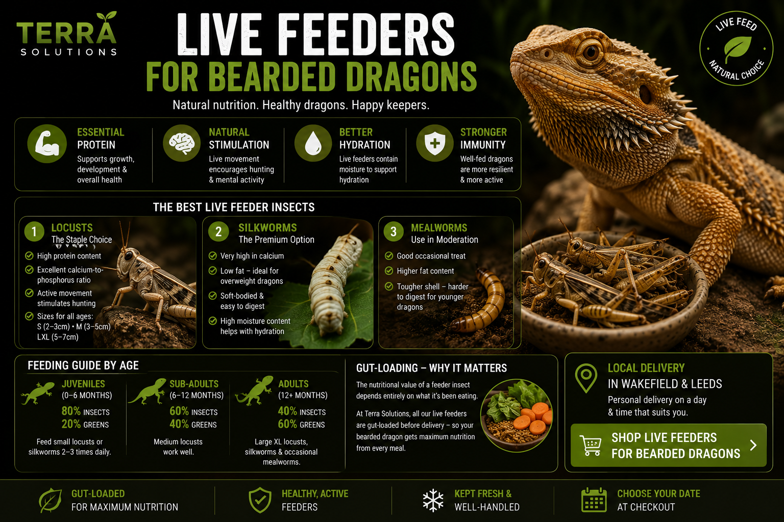 Best Live Feeders for Bearded Dragons