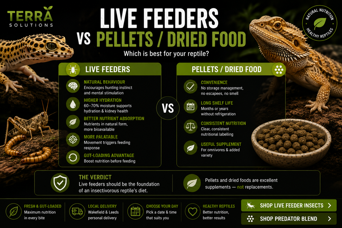 Live Feeders vs Pellets — The Honest Comparison