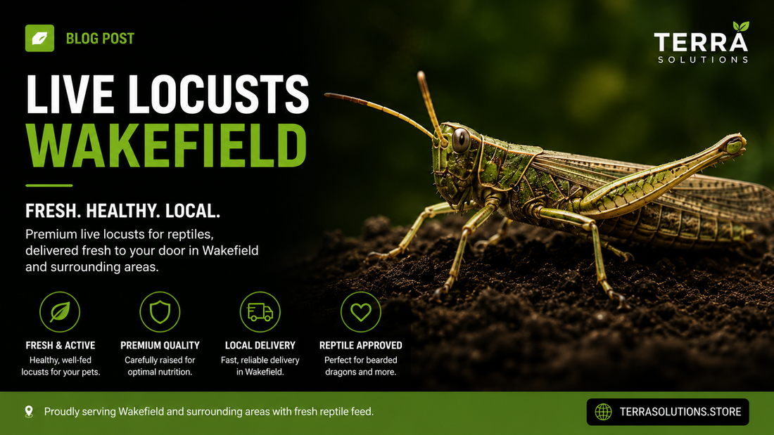 Live Locusts Wakefield | Fresh Local Reptile Feed Delivery
