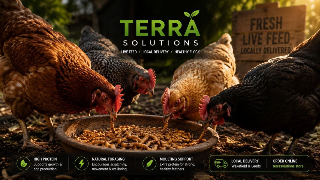 Mealworms for Chickens — Why They’re One of the Best Chicken Treats