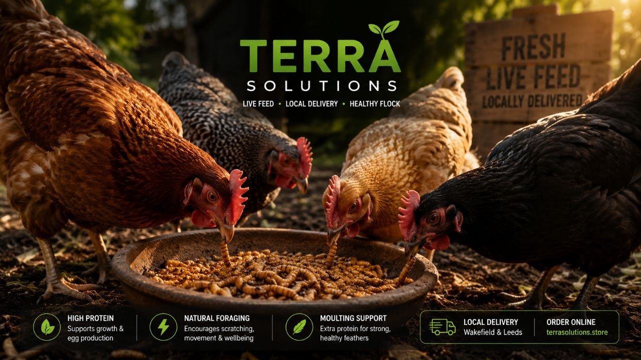 Mealworms for Chickens — Why They’re One of the Best Chicken Treats