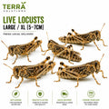 Live Locusts – Large / XL (5–7cm)
