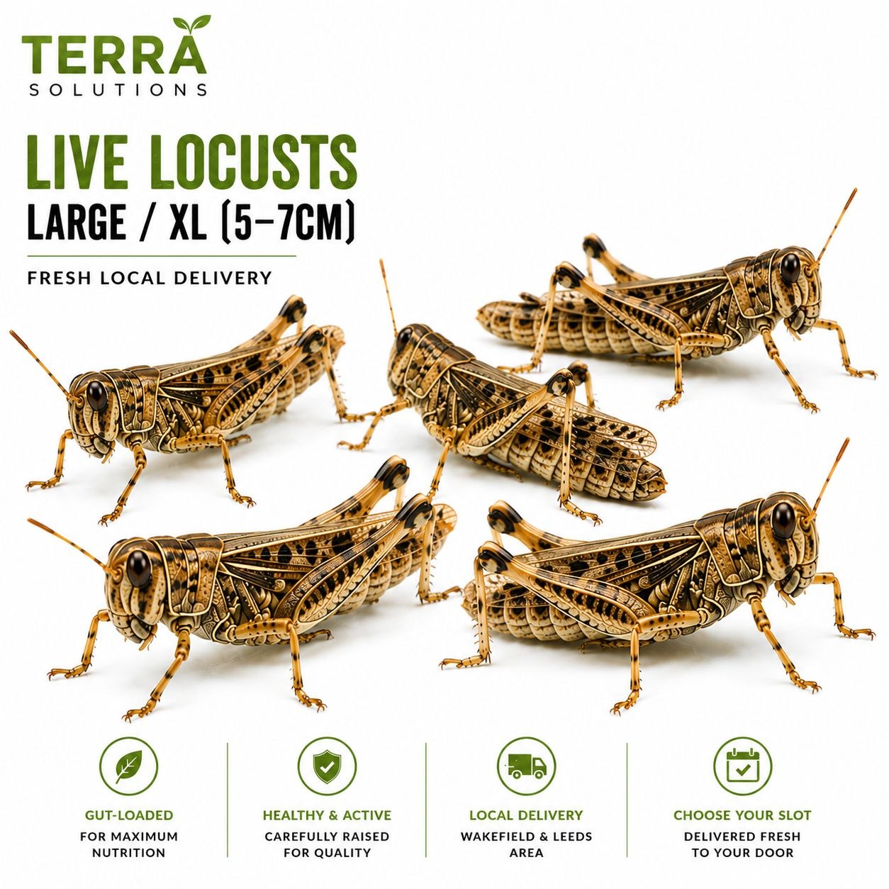 Live Locusts – Large / XL (5–7cm)