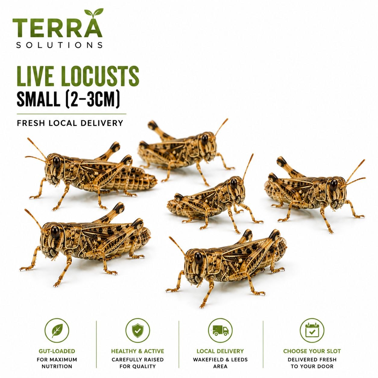Live Locusts – Small (2–3cm)