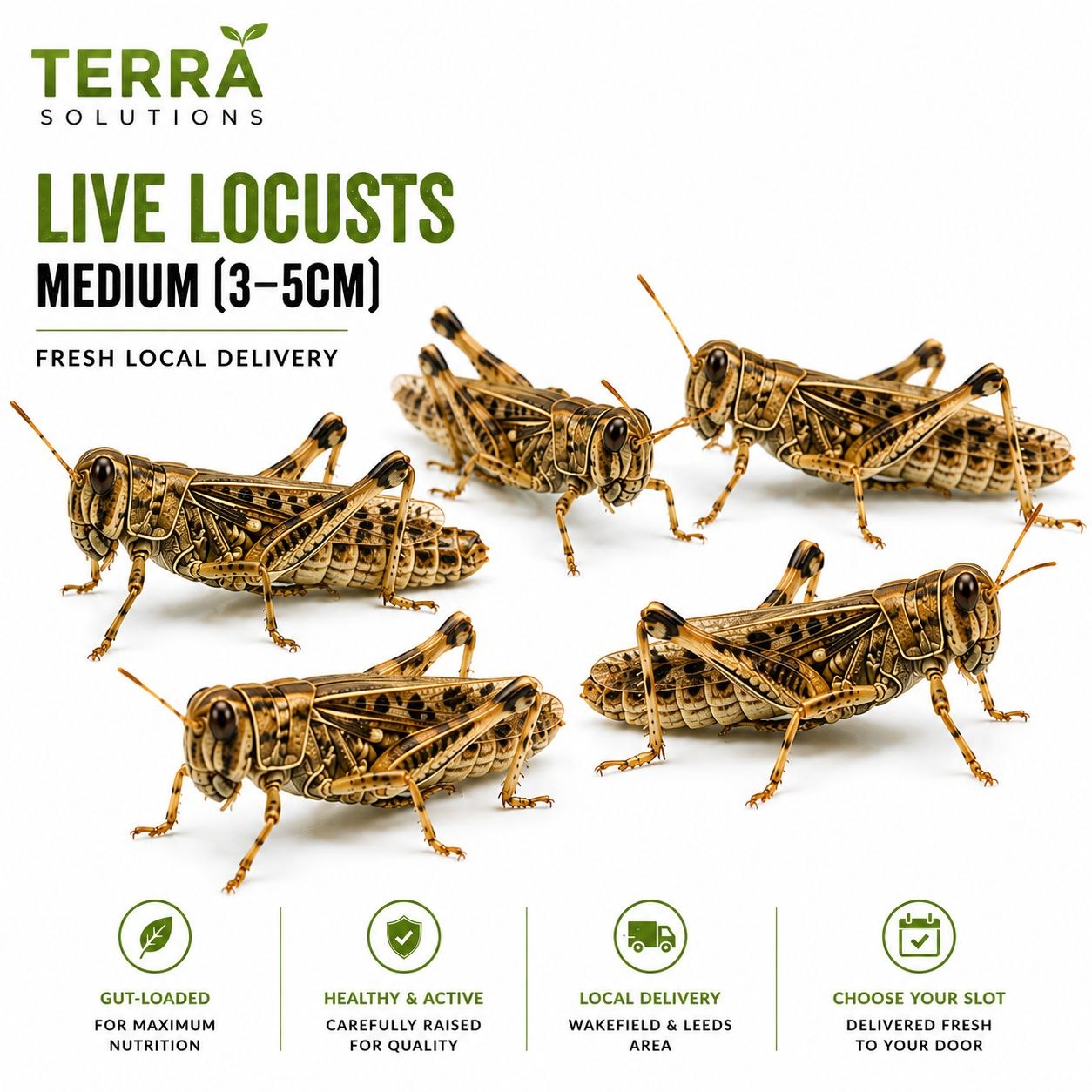 Live Locusts – Medium (3–5cm)