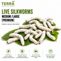 Live Silkworms – Medium / Large