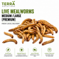 Live Mealworms – Medium / Large (Premium)
