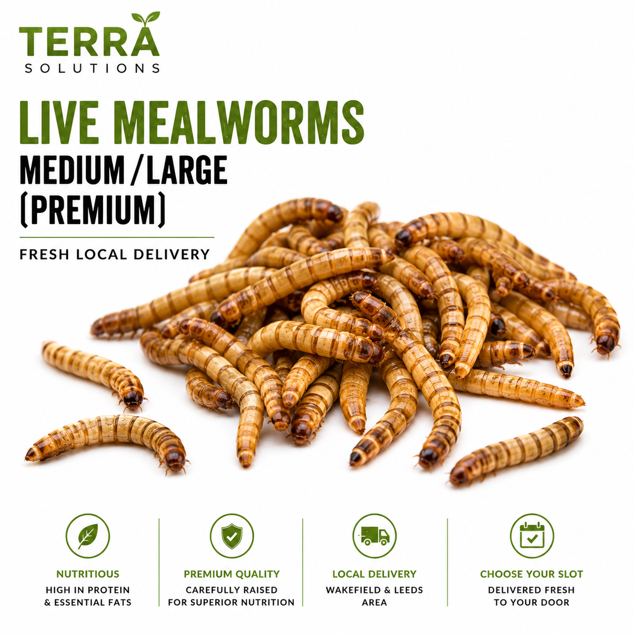 Live Mealworms – Medium / Large (Premium)