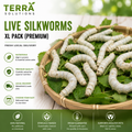 Live Silkworms – XL Pack (Premium)