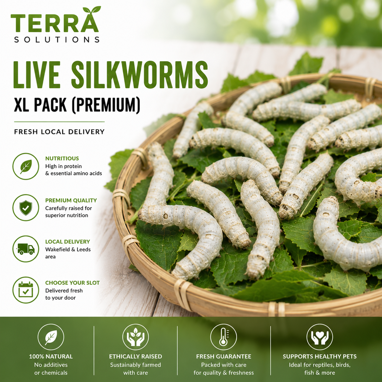 Live Silkworms – XL Pack (Premium)